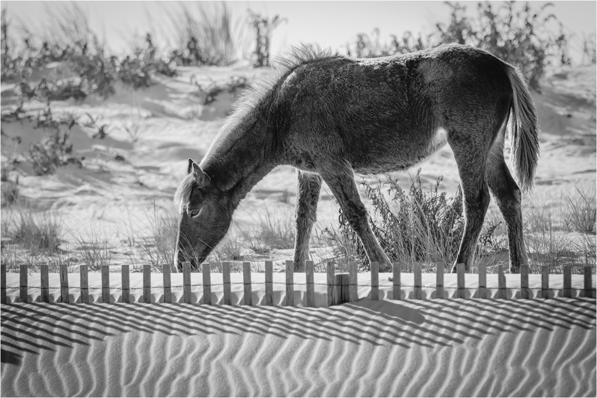Carrillo Michelle Assateague Goldenrod 2 Pictorial   Class B 20260121